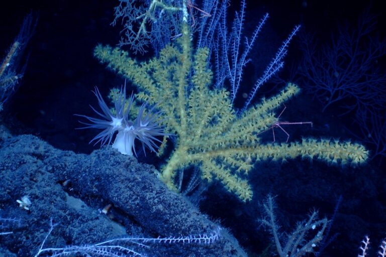 Sea fan in the deep ocean.