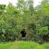 A Miyawaki forest in Hyderabad.