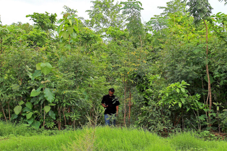 A Miyawaki forest in Hyderabad.