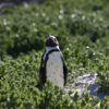 An African penguin standing sleepily in a patch of green. Image by Alberto Ziveri via Flickr (BY-SA 2.0)
