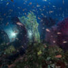 Off Saint Raphaël at a depth of 70 meters a vast underwater forest of red gorgonians (Paramuricea clavata)