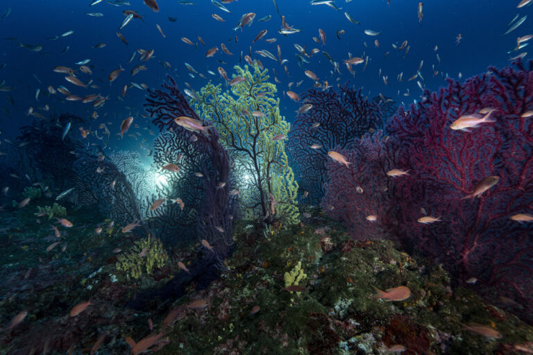 Off Saint Raphaël at a depth of 70 meters a vast underwater forest of red gorgonians (Paramuricea clavata)