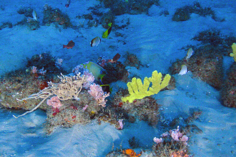 A coral reef and fish in the mouth of the Amazon River.