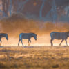 Zebras in Okavango Delta.