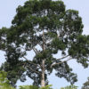 Emergent rainforest tree in Malaysia