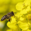 An Asian honey bee on a yellow flower.