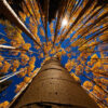 Canopy in fall.
