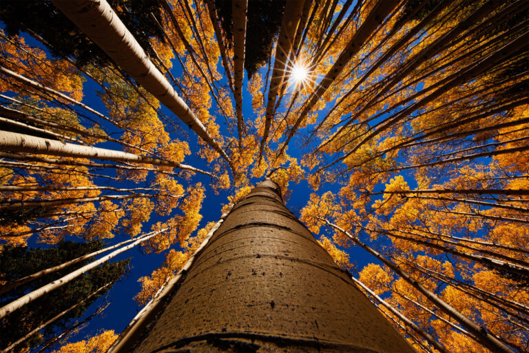 Canopy in fall.