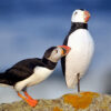 An Atlantic puffin inspecting a decoy