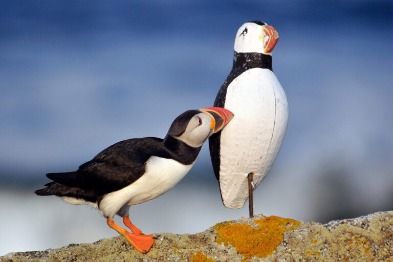 An Atlantic puffin inspecting a decoy