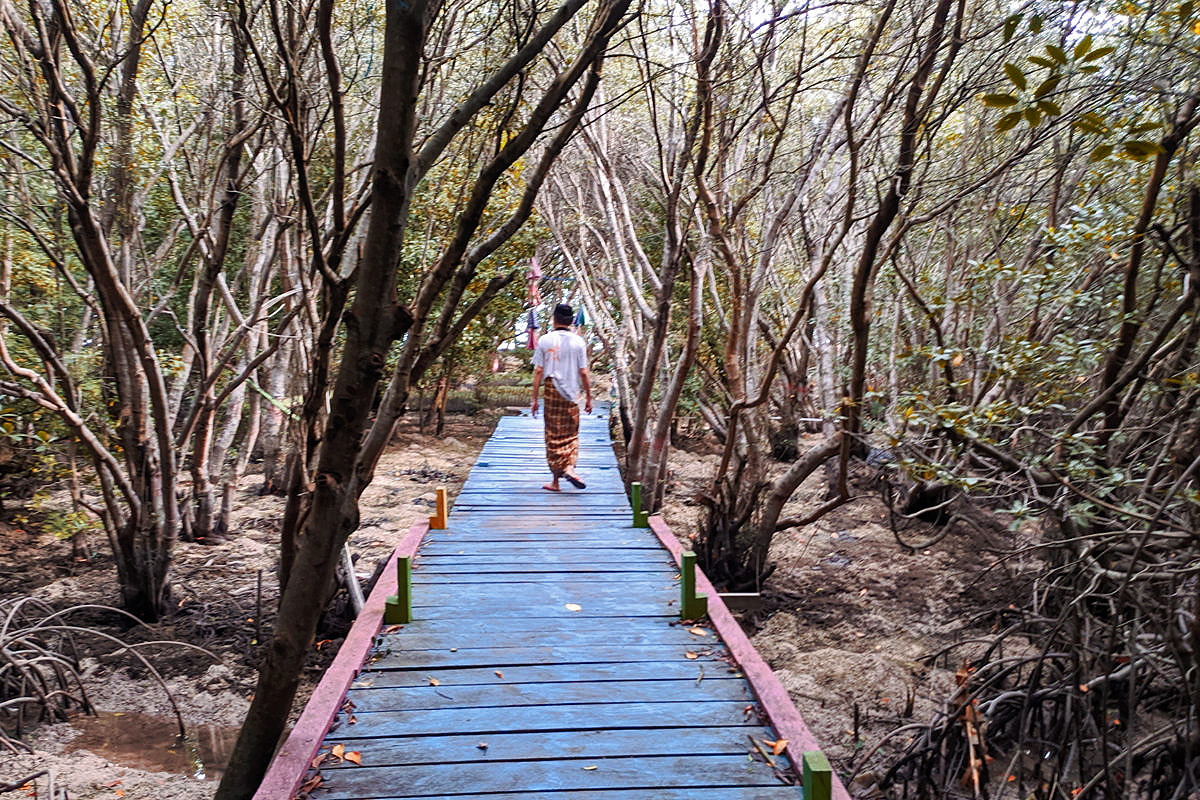 Aziil Anwar walks down a wood-plank bridge in the Baluno mangrove forest.