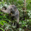 Asian elephant in Krau Wildlife Reserve, Malaysia