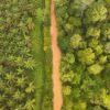 Oil palm plantation