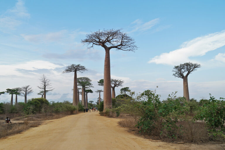L’Allee des Baobabs, or the Avenue of Baobabs, a famous spot outside Morondava, the nearest town to Belo-Sur-Mer.