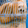 Slow loris in cage