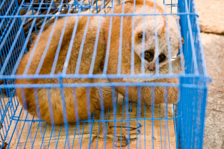 Slow loris in cage
