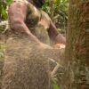 Logging operation in the Amazon.