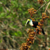 A channel-billed toucan in Yasuní National Park.