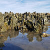 Eastern oyster (Crassostrea virginica) reefs in the U.S.