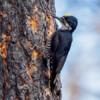 A black-backed woodpecker in a Parker 2 Fire area in Modoc County, California.