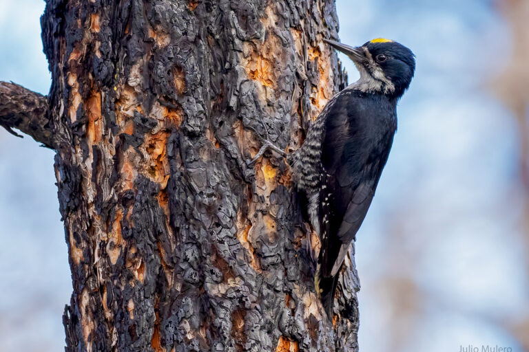 A black-backed woodpecker in a Parker 2 Fire area in Modoc County, California.