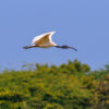 A black-headed ibis