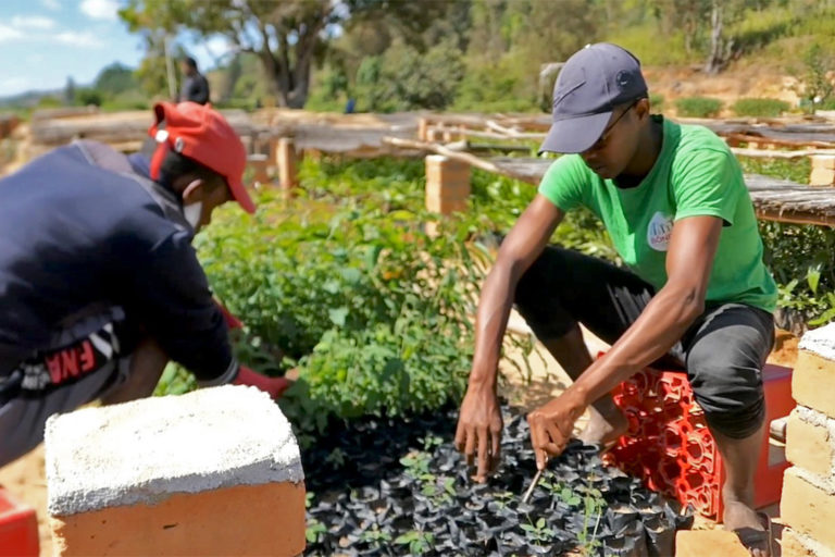 Bôndy nurserymen tending to young eucalyptus