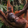 Mother and baby orangutans.