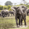 A herd of elephants near the Linyanti River in northern Botswana. Image by Roger Borgelid for Mongabay.