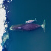 A bowhead mother and calf in the Arctic Ocean.