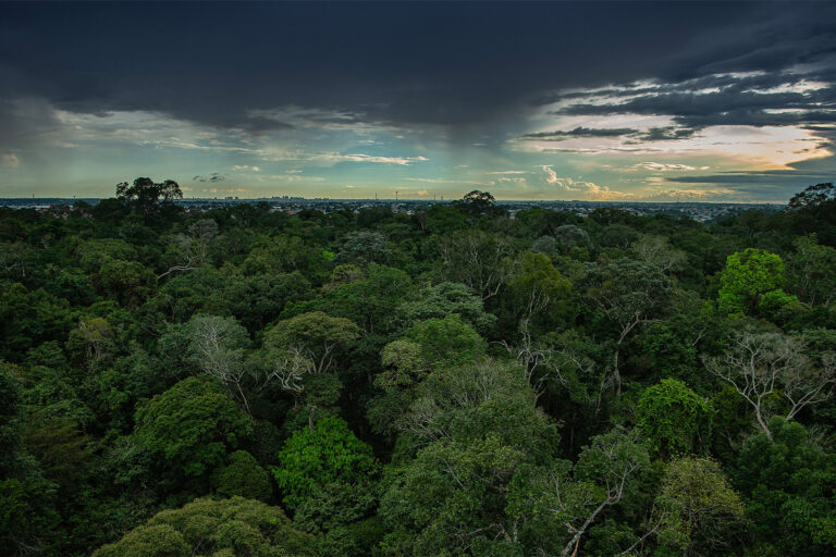 A view over Brazil’s Florestal Reserve Adolpho Ducke.