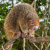 Brazil’s thin-spined porcupine (Chaetomys subspinosus).