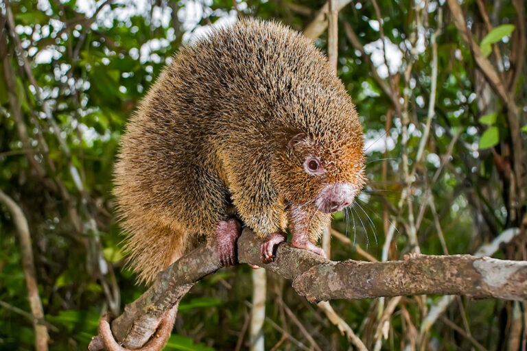 Brazil’s thin-spined porcupine (Chaetomys subspinosus).