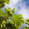 Breadfruit trees produce large, potato-like fruits.