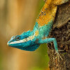 Calotes goetzi