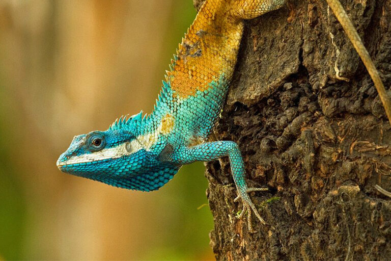 Calotes goetzi