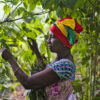 A women harvests leaves.