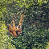 A Cao-vit gibbon in a tree.