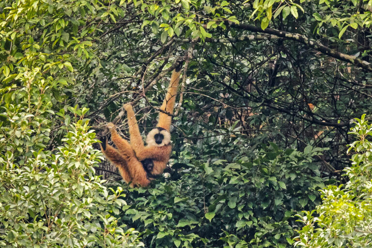 A Cao-vit gibbon in a tree.