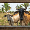 Cattle grazing in the Amazon.