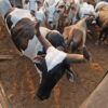 Cattle in Pará state.