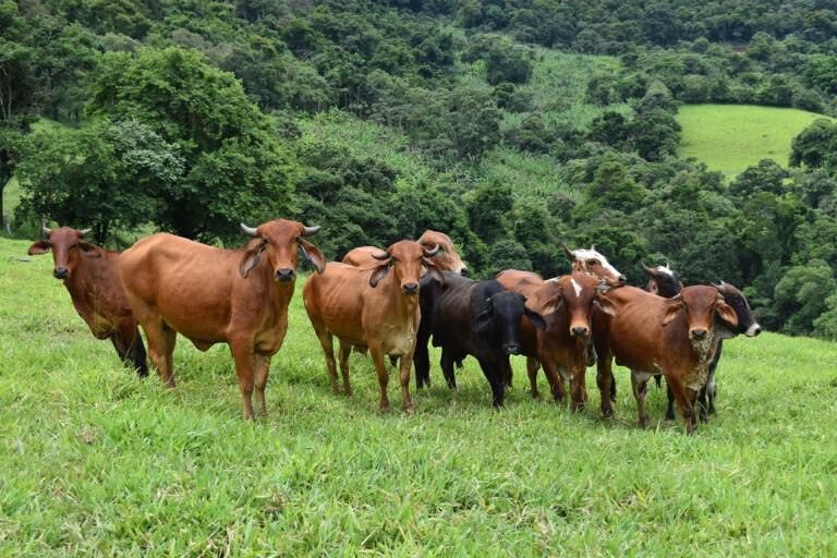 Cows.