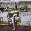 The Long Xing 621, one of DOF’s boats, hauls up a shark.