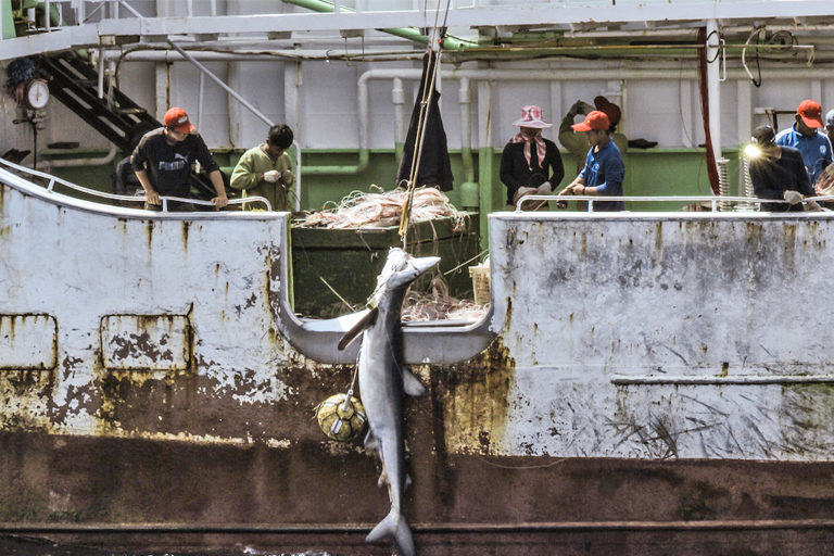 The Long Xing 621, one of DOF’s boats, hauls up a shark.