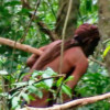 A photo taken of the Indigenous Tanaru man by a Funai official in 2018.