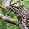 A clouded leopard.