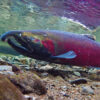 A coho salmon spawning.