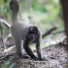 A Humboldt’s woolly monkey (Lagothrix lagotricha) explores the forest floor in Colombia. Photo credit: Rhett A. Butler