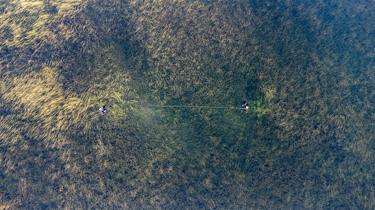 The Community Eelgrass restoration project aims to restore eelgrass to places where it had once flourished, and to develop restoration plans to factor in the impact of climate change