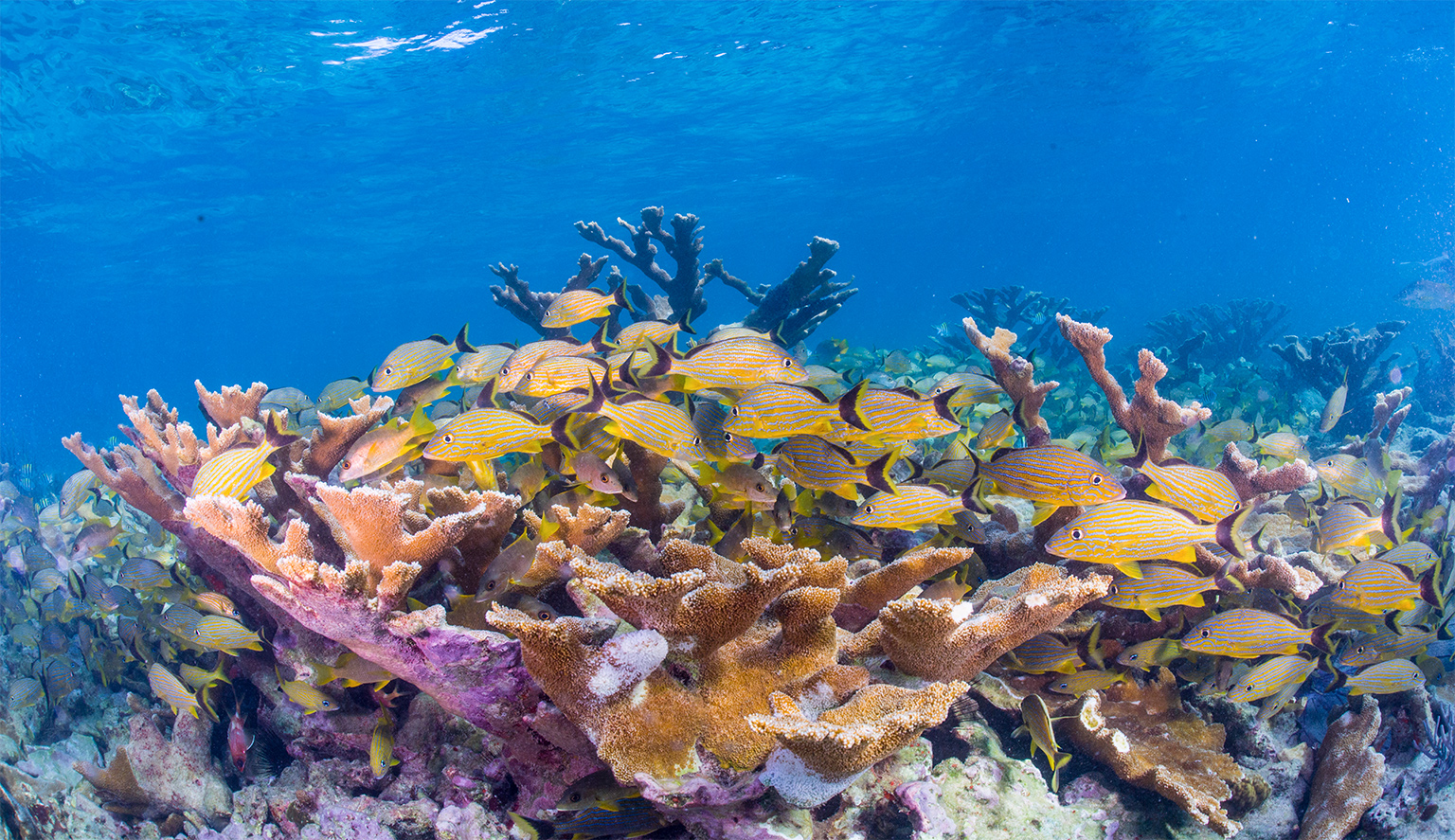 A coral reef.
